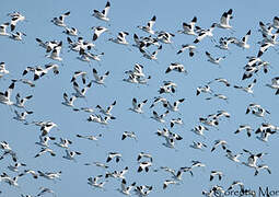 Pied Avocet