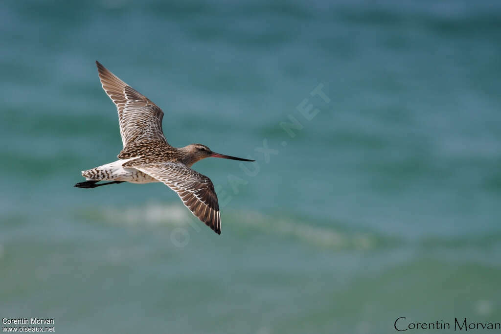 Bar-tailed Godwit, Flight