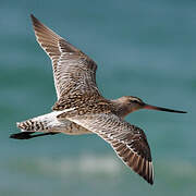 Bar-tailed Godwit