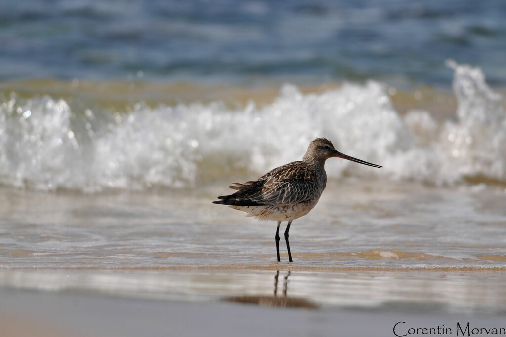 Bar-tailed Godwit