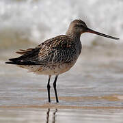 Bar-tailed Godwit