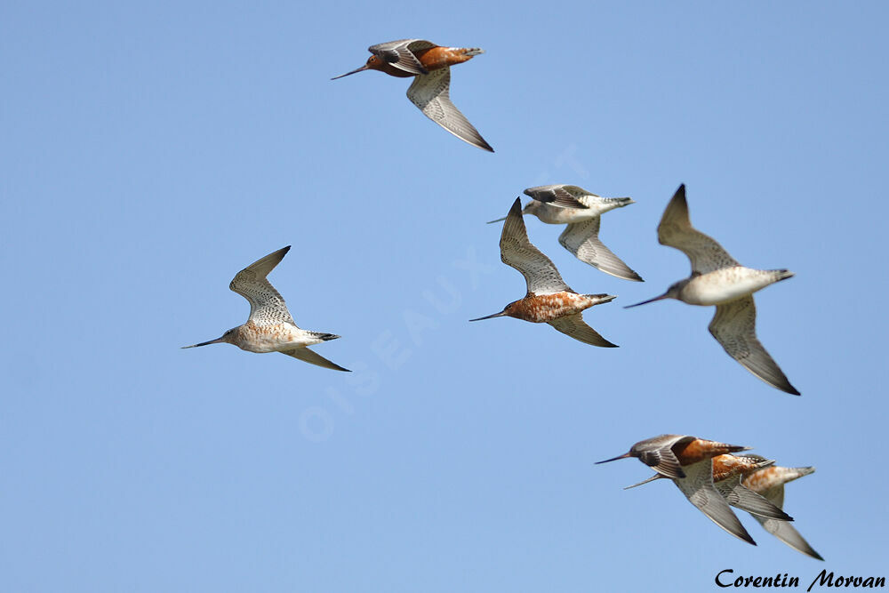 Bar-tailed Godwit