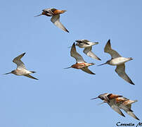 Bar-tailed Godwit