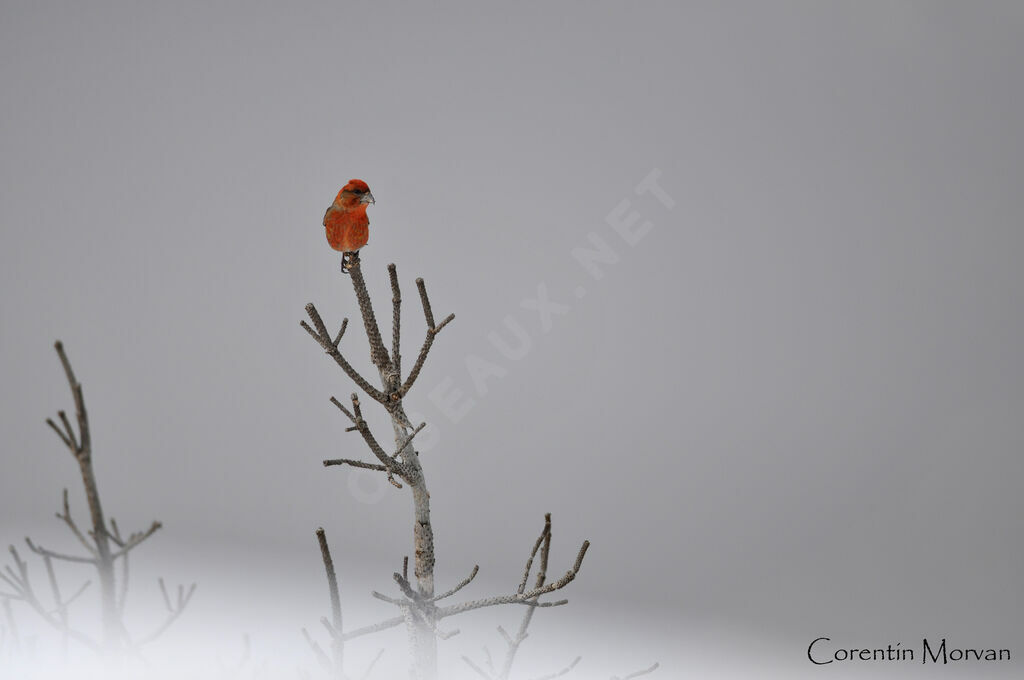 Red Crossbill male adult
