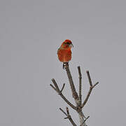 Red Crossbill