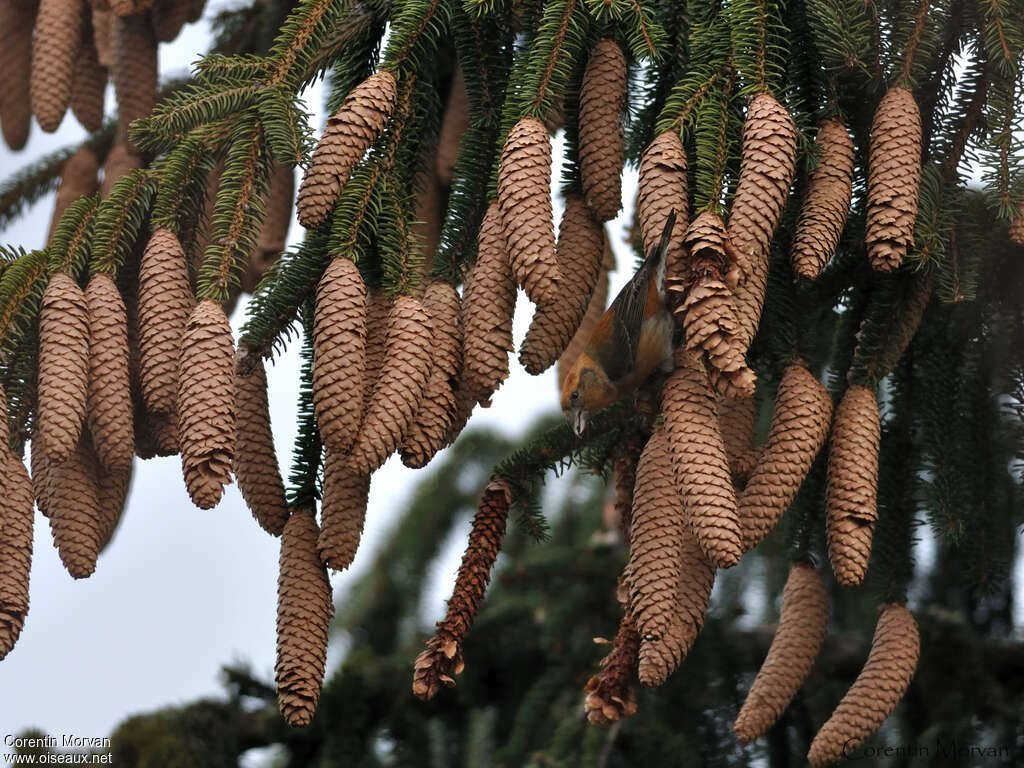 Bec-croisé des sapins mâle adulte, régime