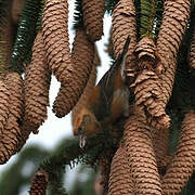 Red Crossbill