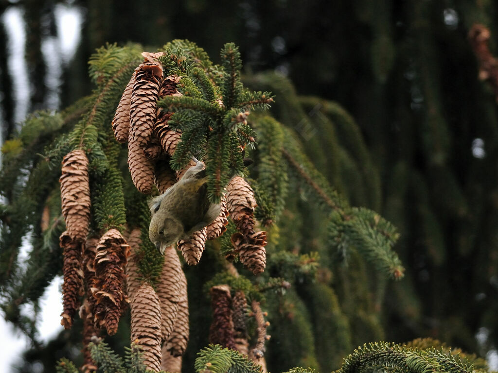 Bec-croisé des sapins femelle adulte