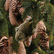 Red Crossbill