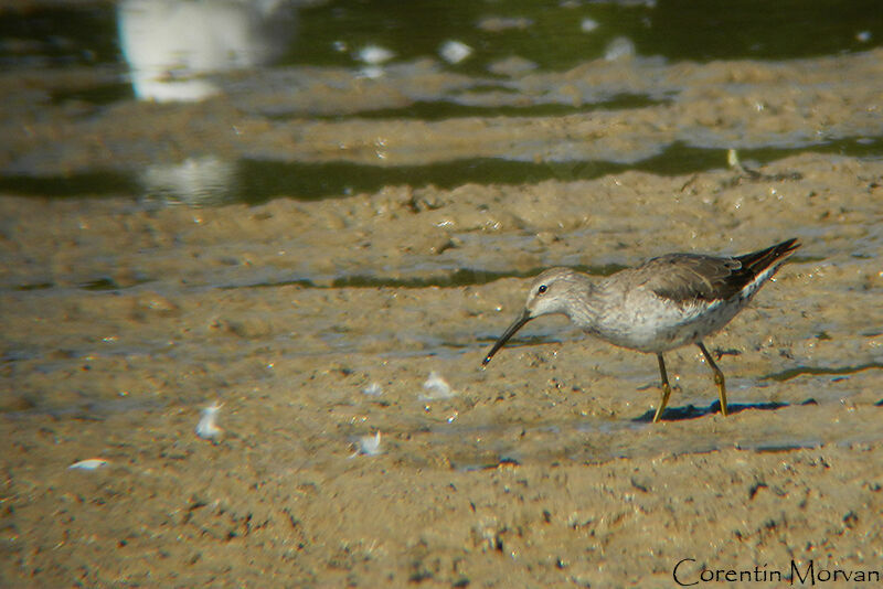 Stilt Sandpiper