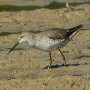 Stilt Sandpiper