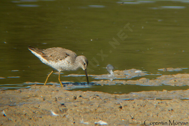 Stilt Sandpiper