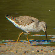 Stilt Sandpiper