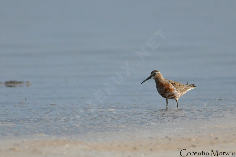 Curlew Sandpiper