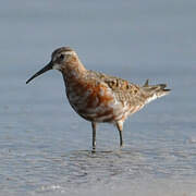 Curlew Sandpiper