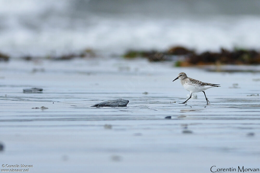 White-rumped Sandpiper