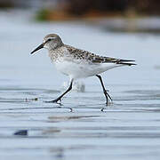 White-rumped Sandpiper