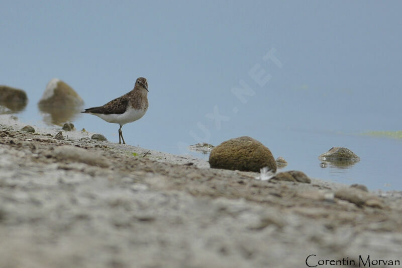 Temminck's Stint