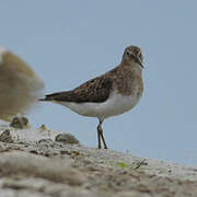 Temminck's Stint