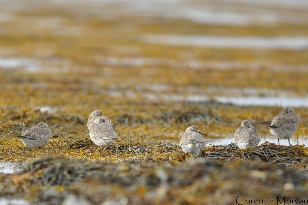 Red Knot