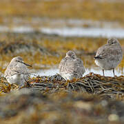 Red Knot