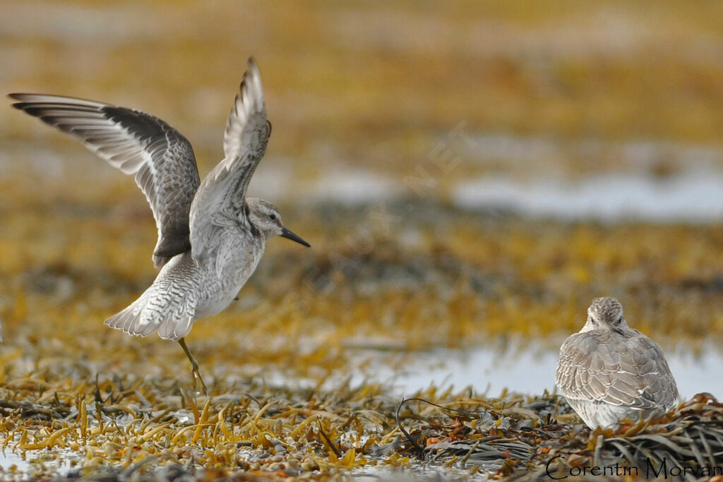 Red Knot