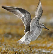 Red Knot