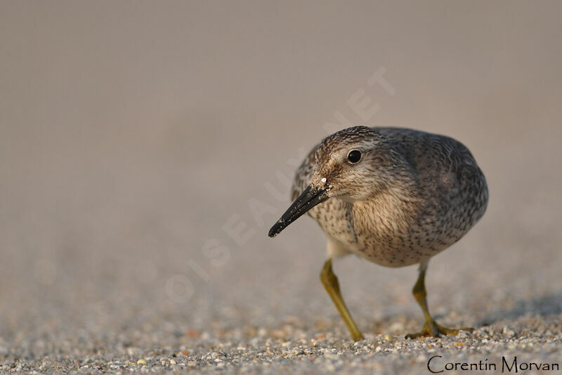 Red Knot