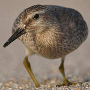 Red Knot