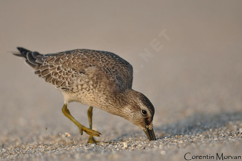 Red Knot