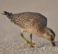 Red Knot