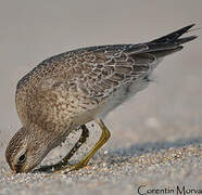 Red Knot