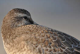 Red Knot