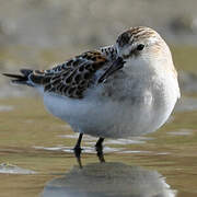 Little Stint