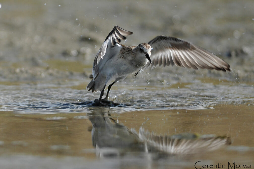 Little Stint