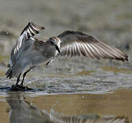 Little Stint