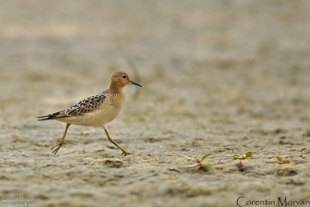 Buff-breasted Sandpiperadult breeding, identification