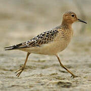 Buff-breasted Sandpiper