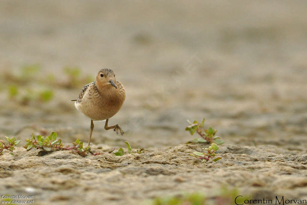 Buff-breasted Sandpiper, close-up portrait, pigmentation