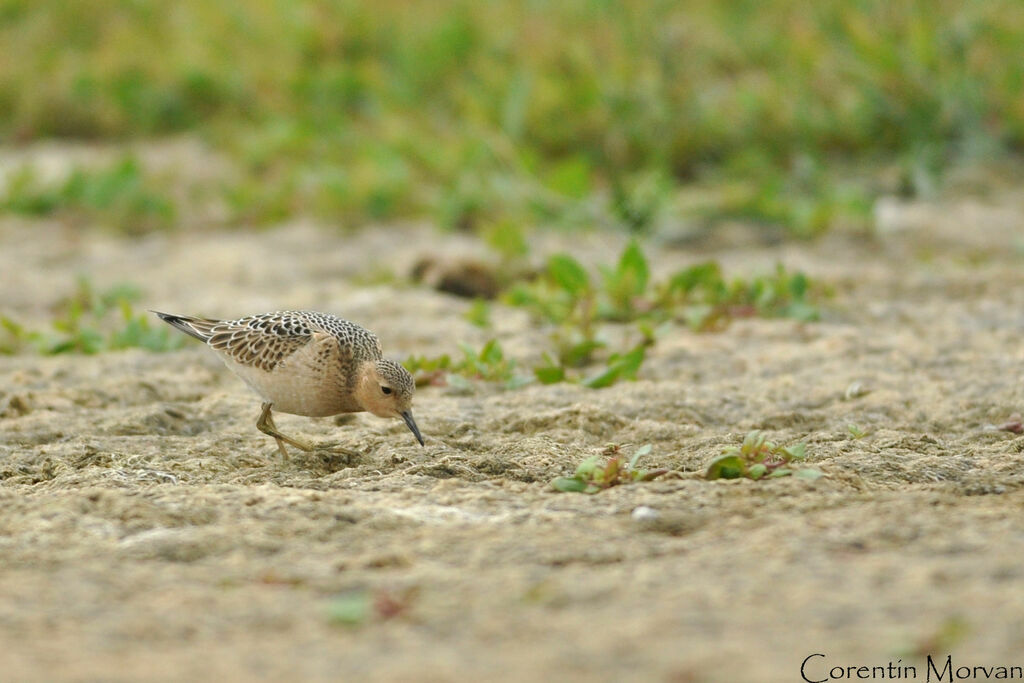 Buff-breasted Sandpiper