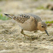 Buff-breasted Sandpiper