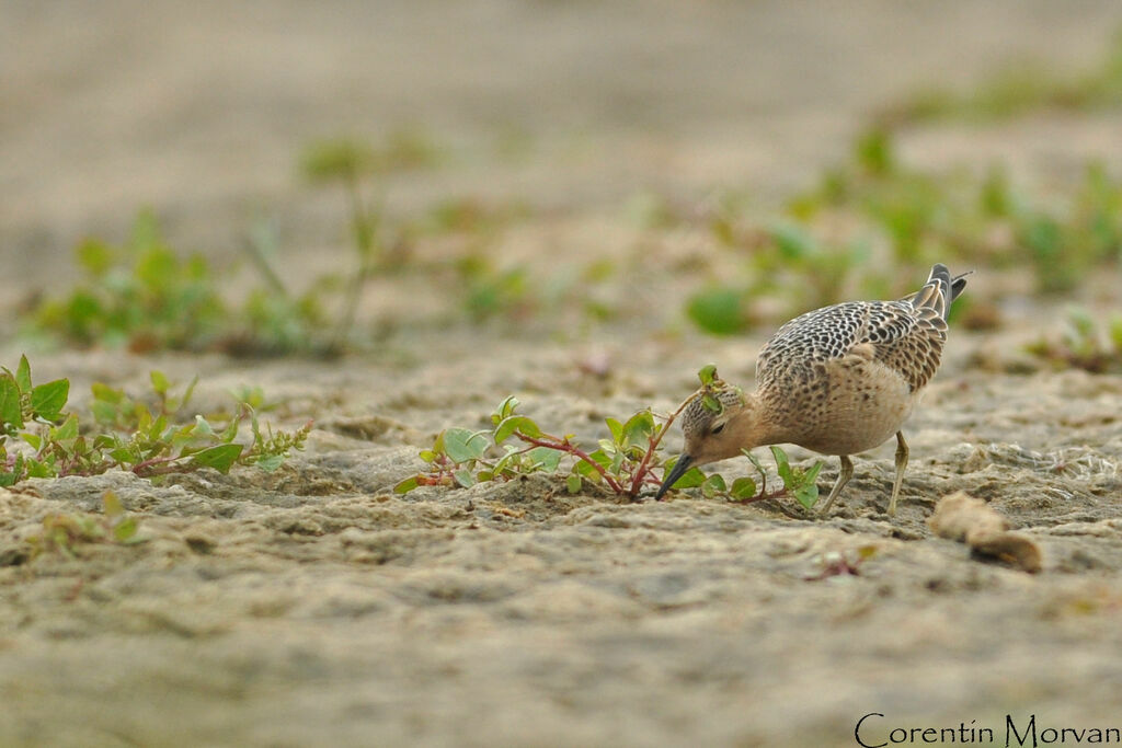 Buff-breasted Sandpiper