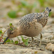 Buff-breasted Sandpiper