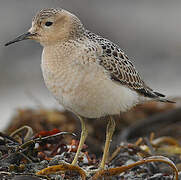 Buff-breasted Sandpiper