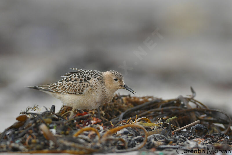 Buff-breasted Sandpiper, Behaviour