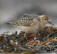 Buff-breasted Sandpiper