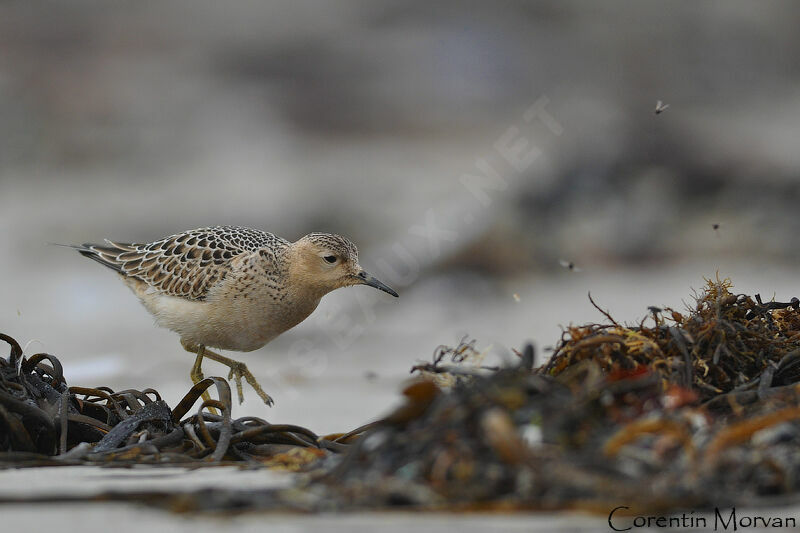 Buff-breasted Sandpiper