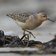 Buff-breasted Sandpiper