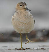 Buff-breasted Sandpiper