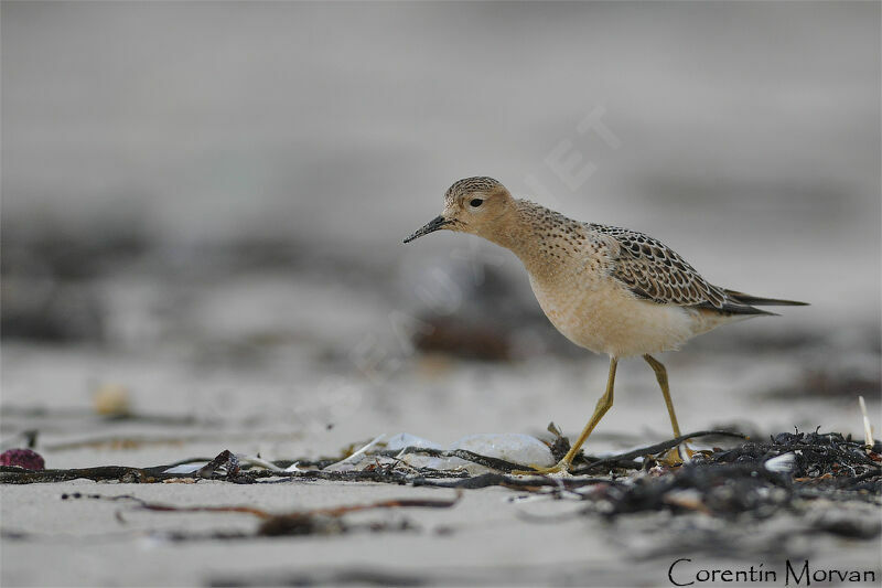 Buff-breasted Sandpiper